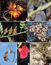 Image result for Indigofera velutina