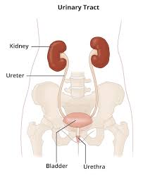 The kidneys are located _ a. Ectopic Kidney Niddk