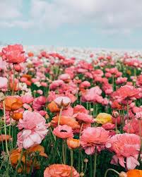 Flowers forever also did the flowers for her wedding too: Dreaming Of The Flower Fields Forever And Always Flower Field Beautiful Flowers Flower Aesthetic