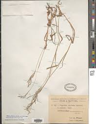 Image result for Digitaria appropinquata