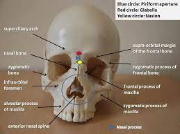 Skull Neurocranium Dental Anatomy Dental Dental Lab
