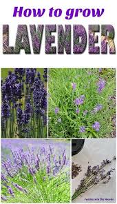 How To Grow Lavender We All Have That One Herb We Can T Grow Enough Of And For Me That Herb Is Lavend Growing Lavender Lavender Plant Organic Gardening Tips