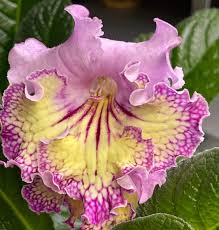 Image result for Streptocarpus buchananii
