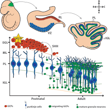 Check spelling or type a new query. Frontiers Biological Role Of Mycn In Medulloblastoma Novel Therapeutic Opportunities And Challenges Ahead Oncology