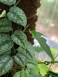 Philodendron Jungle Boogie In The Philodendrons Database Garden Org