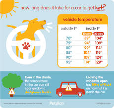 pets in hot cars what can you do to help pet sitter