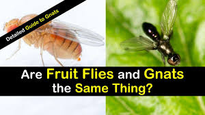 4+ ways fruit flies differ from gnats