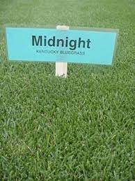 Midnight Kentucky Bluegrass Aquaponics Bluegrass Kentucky