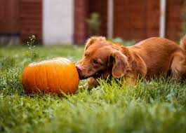 Should You Use Canned Pumpkin For Diarrhea In Dogs Superb Dog