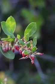 Image result for Rawsonia lucida