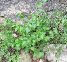 Image result for Styracaceae