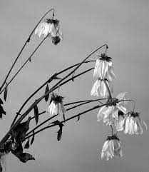 Day 42 Dead Flowers In My Office Dying Flowers Wilted Flowers Daisy Drawing
