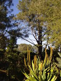 To start with, we would like to hear about your thoughts and interests. San Diego Botanic Garden Wikipedia