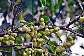 Fruit berry nut seed bell. Bell Fruit On Tree Photographerclick