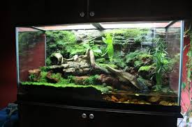 Your Favourite Vivarium Paludarium Or Other Reptile Forums Frog Terrarium Dart Frog Terrarium Vivarium
