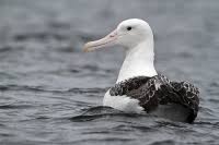 At an average wingspan of above 3 m (9.8 ft), it is one of the two largest species of albatross. Rs Albatross Green Lens De Naturfotografie
