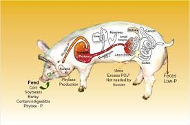 Pigs Have Better Digestive System Than Humans And Cows Dreaming The Moment Digestive System Animal Science Pig