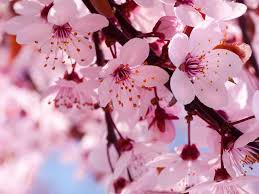 Cherry Blossom Meaning Cherry Blossom Meaning Cherry Blossom Wallpaper Cherry Blooms