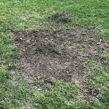 Florida pest control dirba šiose srityse: Take All Root Rot All Florida Pest Control