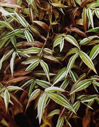 Image result for Oplismenus hirtellus