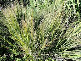 Image result for Panicum pseudoracemosum