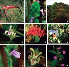 Image result for Dicliptera carvalhoi