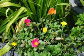Image result for Portulacaceae