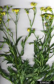 Image result for Senecio ruwenzoriensis