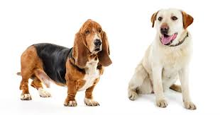 basset hound lab mix behavior health temperament guide