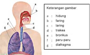 Kunci jawaban tema 2 kelas 3 sd, pesan yang terdapat. Kisah Petani Dan Anak Harimau Halaman 75 Laman 2 Heart Id