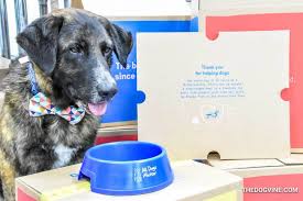 Butternut box is a direct to consumer pet wellness company. What Did Ned From All Dogs Matter Think Of Butternut Box