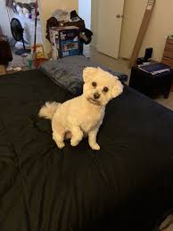 Great alternatives to free puppies. Maltipoo Puppies For Sale Lancaster Ca 302218
