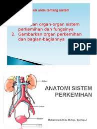 Oleh karena itu, penyusun ingin membuat makalah dengan judul : Anatomi Sistem Perkemihan