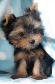Black And Tan Yorkie Full Grown Yorkie Puppies Biewer Reg Black And Tan Cute Animals Cute Dogs Yorkie Puppy
