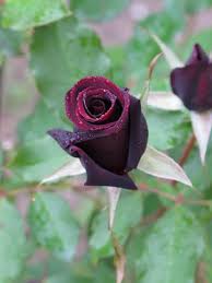 Check spelling or type a new query. 9 Types Of Black Roses Black Rose Varieties Balcony Garden Web
