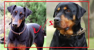 The doberman rottweiler mix is a hybrid or crossbreed of the doberman pinscher and rottweiler; Rottweiler Vs Doberman Different Personalities But Similar Looks