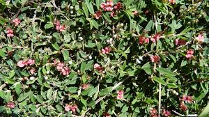 Image result for Indigofera lyallii