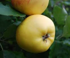 John hancox applejohn@icloud.com 0778 606 3918 www.scottishfruittrees.com aims to help people buy, plant and. Coul Blush Apple Fruit Trees For Sale Order Online