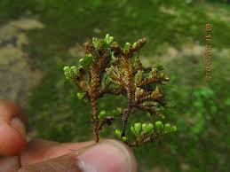 Image result for Selaginella imbricata