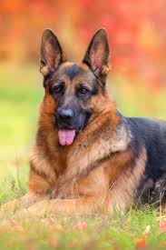 There are 6 different breeds to choose from! Oregon Live Pets German Shepherd Guide At Pets Api Ufc Com