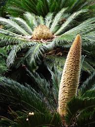 Many types of insects affect crops.they cause damage in a. Cone Bearing Plants Of Many Shapes Sizes And Species Missouri Environment And Garden News Article Integrated Pest Management University Of Missouri