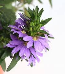 Image result for foto Vějířovka