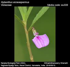 Image result for Afrohybanthus