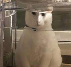 Pin On Cats
