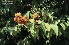 Image result for Guazuma