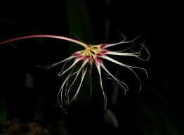 Check spelling or type a new query. Bulbophyllum Thai Spider Unusual Flowers Orchid Flower Orchidaceae