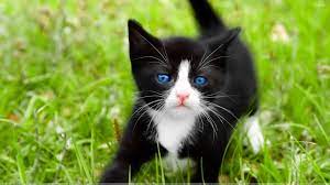 Blue Marbles Beautiful Cats Cats Kittens Cutest