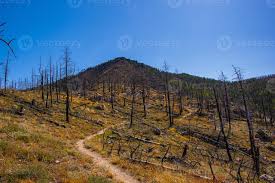 Second and third flatiron trail (flatirons loops) bluebell road. Weg Durch Die Baume Die Von Einem Waldbrand Im Chautauqua Park In Boulder Colorado Zerstort Wurden 2446176 Stock Photo Bei Vecteezy