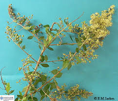 Image result for Lawsonia