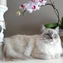 Ragdoll Cat Colors and Patterns - Cats For Sale